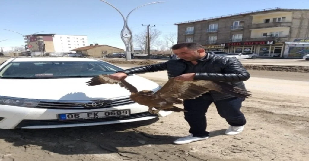 Yaralı Bulunan Bozkır Kartalı Tedavi Altına Alındı