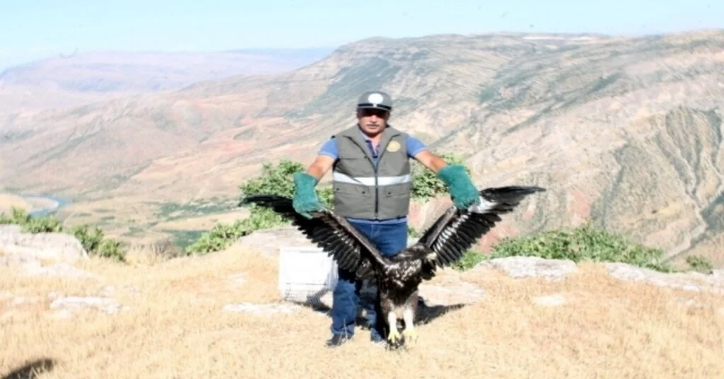 Yaralı Kaya Kartalı Tedavi Edilerek Doğaya Salındı