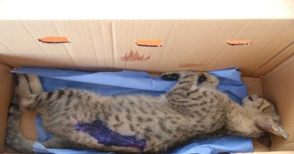 Yaralı Kedi Tedavi Altına Alındı