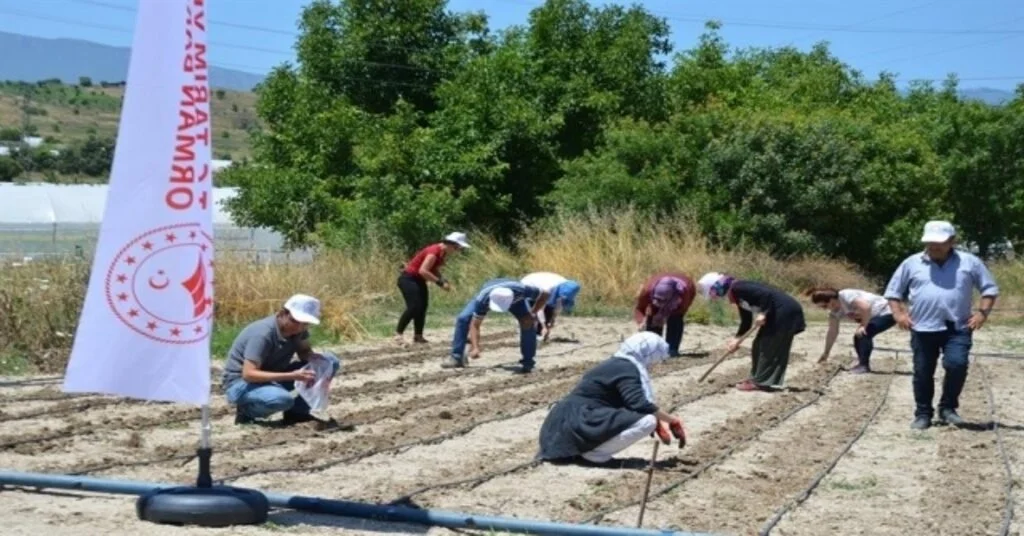 Yöreye Özgü Fasulye Tohumları Toprakla Buluştu