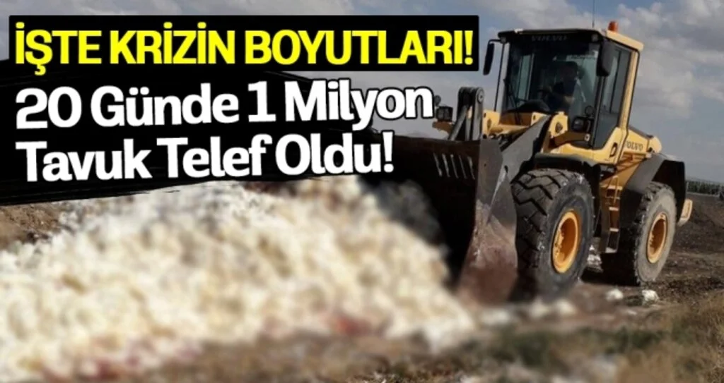 Yumurtada Irak krizi sürüyor! 17 milyon tavuk kesildi, 1 milyonu telef edildi