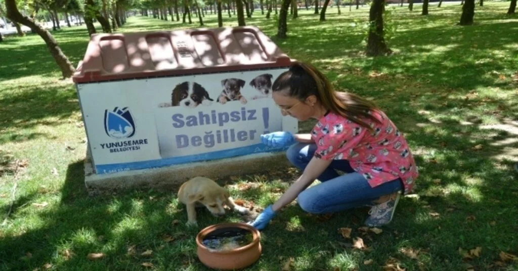 Yunusemre Yaz Aylarında Sokak Hayvanlarını Unutmadı