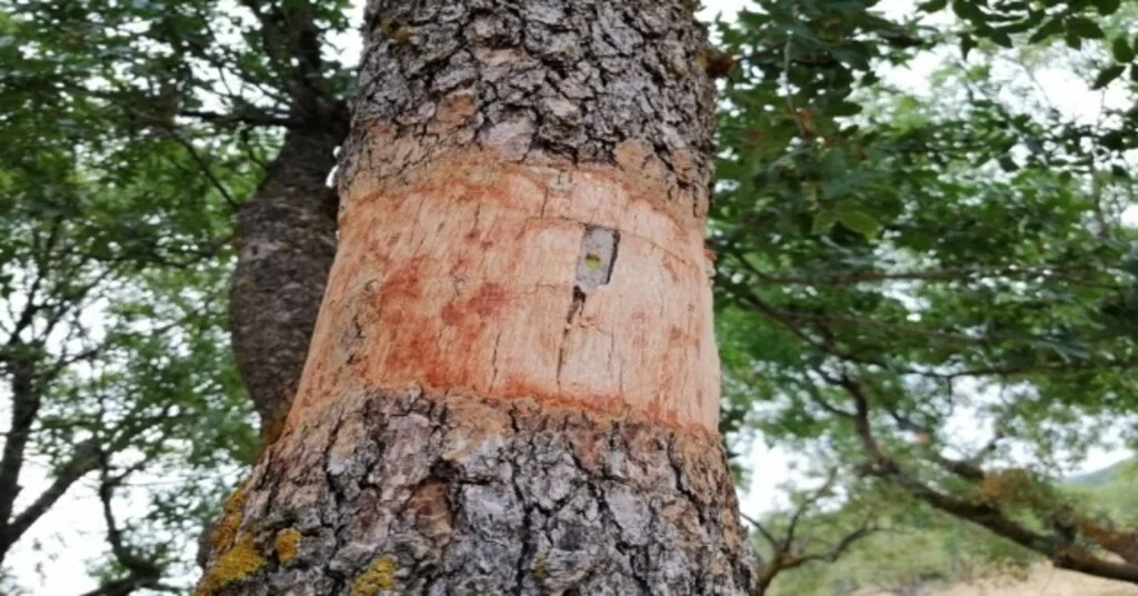 Yunusemrede Yabani Zeytin Ve Menengiç Ağaçları Aşılandı