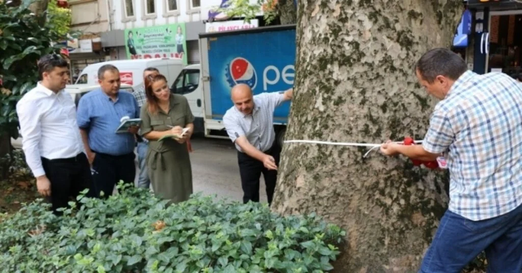 Yürüyüş Yolundaki Asırlık Çınarlar Tedavi Edilecek