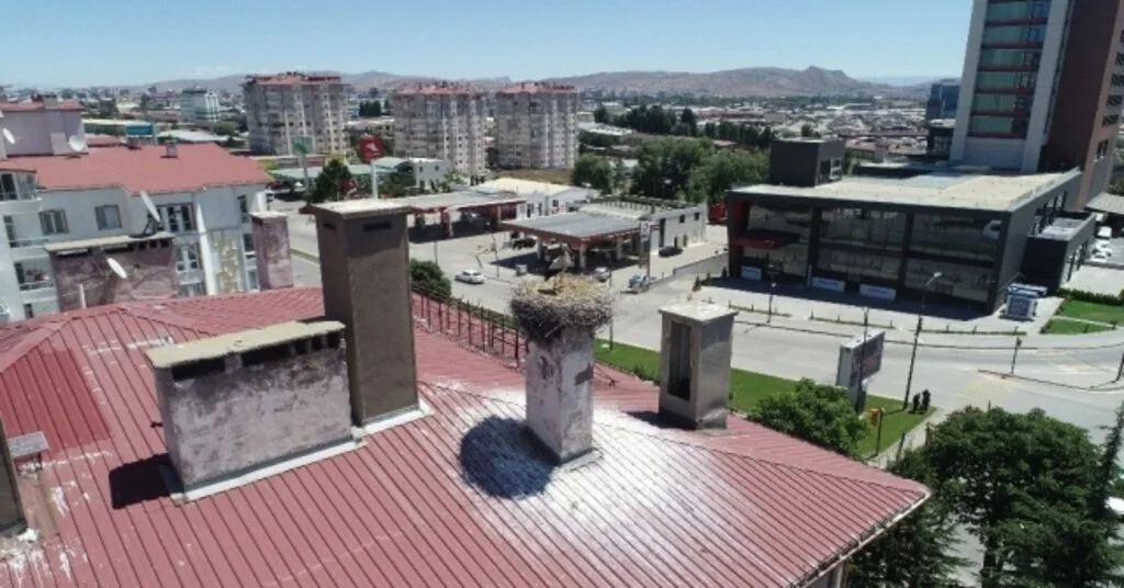50 Yıldır Leyleklerle Komşuluk Yapıyorlar