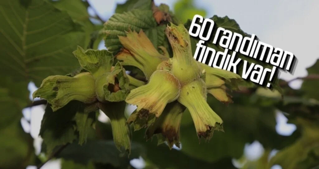 60 randıman fındık var!