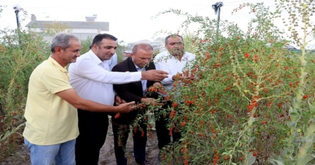 Aksarayın Oscar Kalite Ödüllü Goji Berrysi Dünyaya İhraç Ediliyor