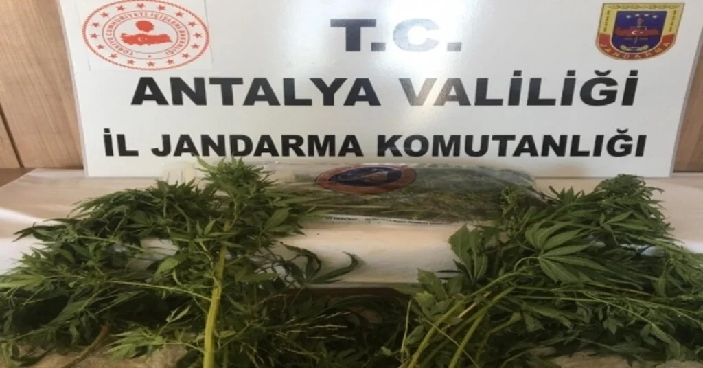 Alanyada Esrar Ve 49 Kök Hint Keneviri Ele Geçirildi