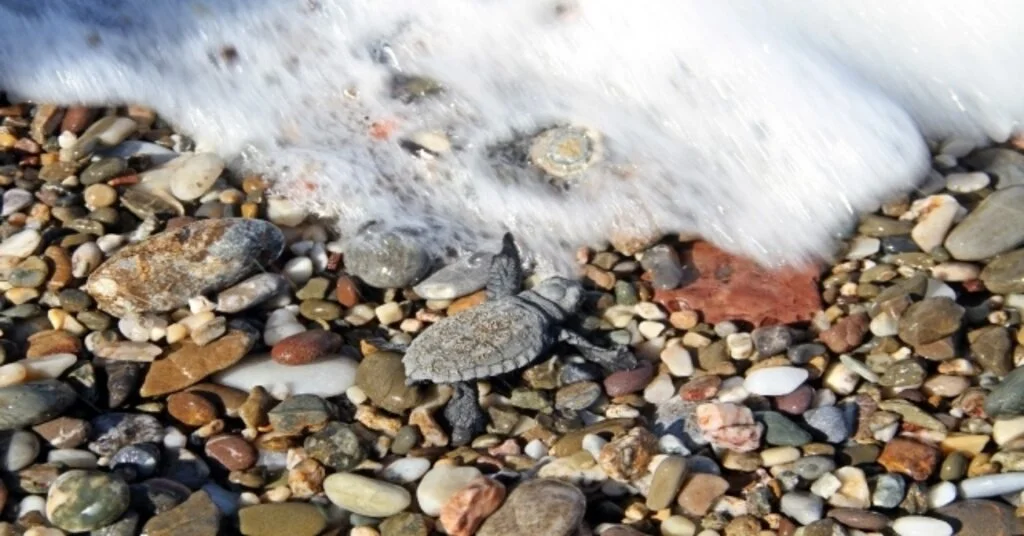 Alanyada Onlarca Caretta Caretta Mavi Sularla Buluştu