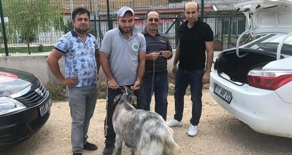 Arefe günü sahibininden kaçan kurbanlık teke bulunarak sahibine teslim edildi