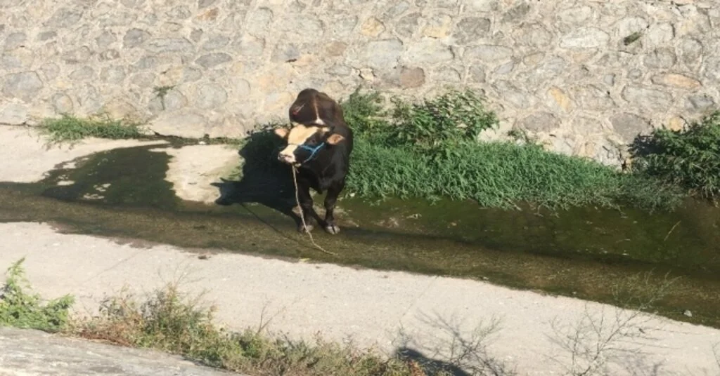 Ataşehirde Sahibinin Elinden Kaçan Kurbanlık Hayvan Derede Mahsur Kaldı