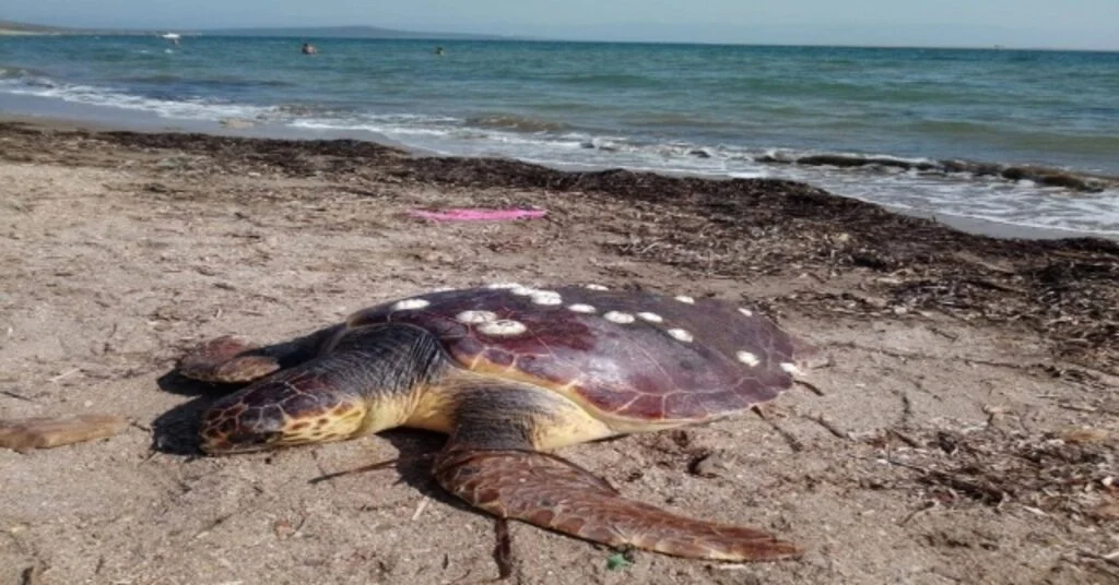 Ayvalıkta Caretta Caretta Vahşeti