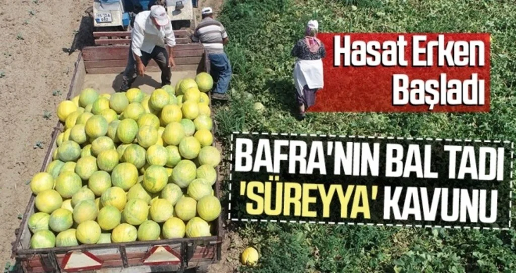 Bafra'nın bal tadı 'Süreyya' kavunu