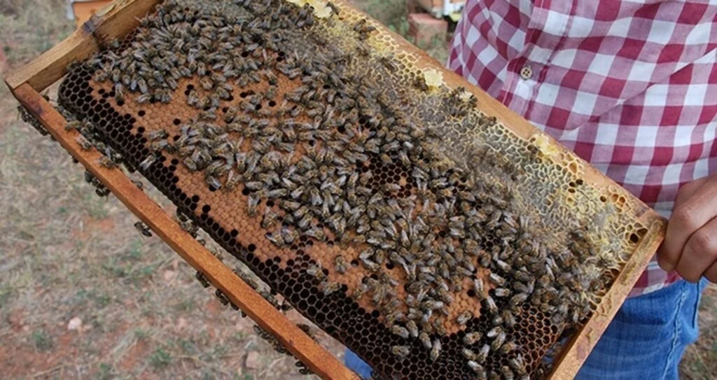 Bakanlık Önlem Aldı, Arı Ölümleri Azaldı 