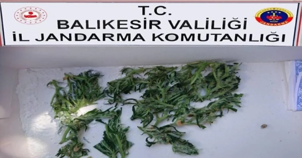 Bandırmada Kenevir Operasyonu