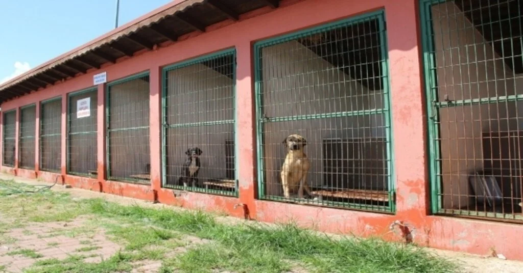 Barınakta 545 Hayvana Yardım Eli Uzatıldı