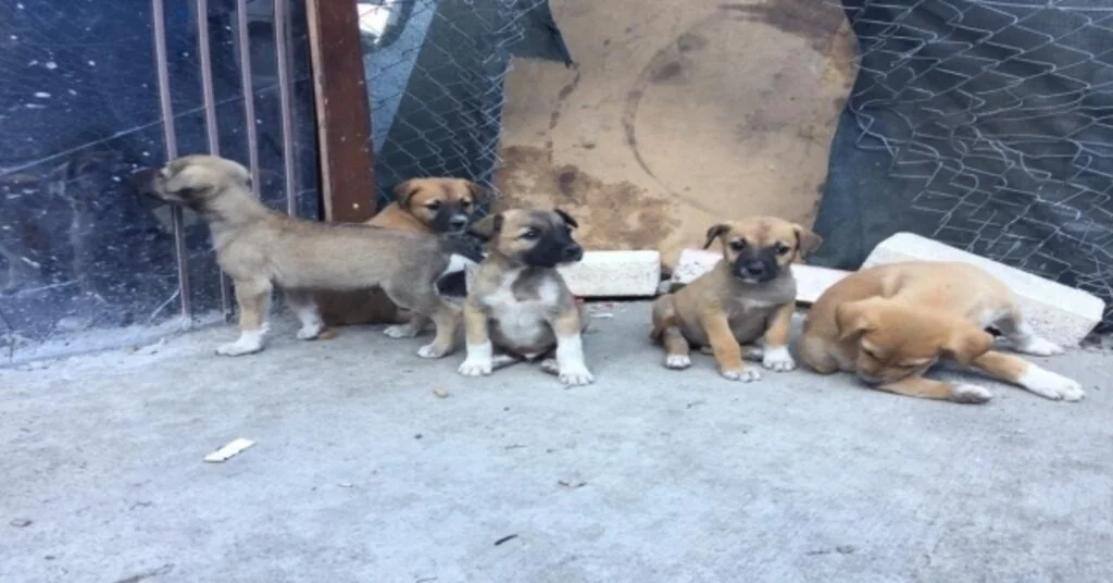 Başkentte Zehirlenen 3 Köpek Telef Oldu