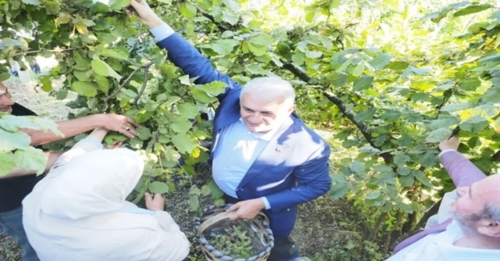 Binali Yıldırım Düzcede Fındık Topladı