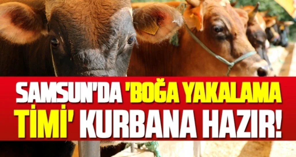 Boğanız kaçtıysa TİM'i arayın