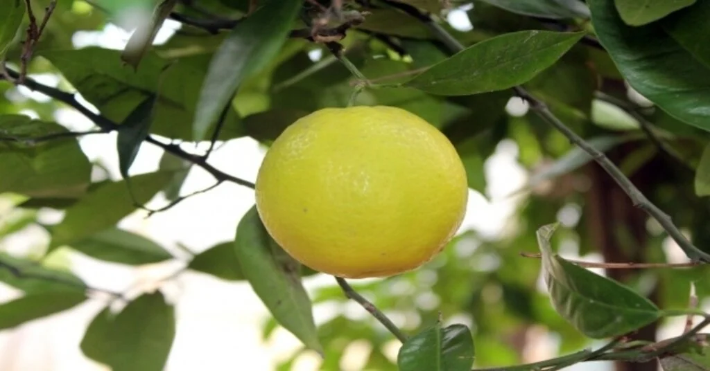 Bu Ağacı Görenler Gözlerine İnanamıyor