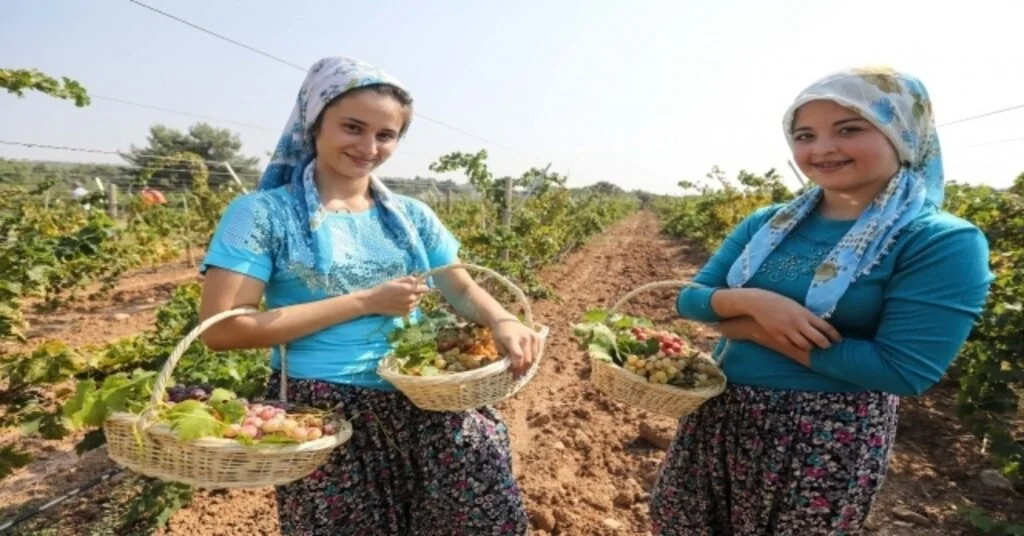 Bucada Üzüm Şenliği Heyecanı