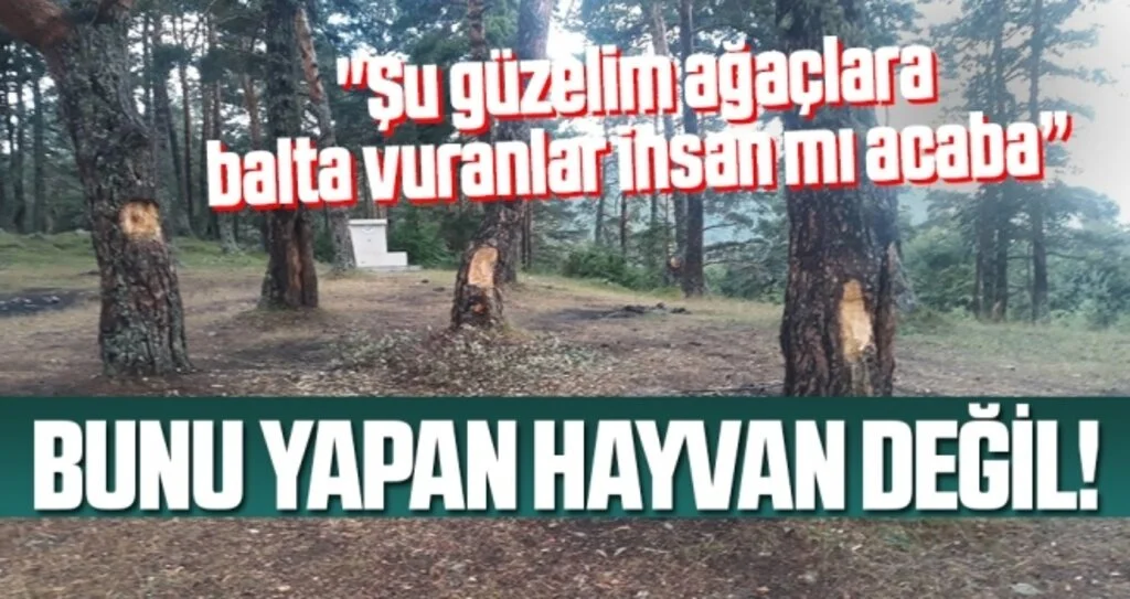 Bunu Yapan Hayvan Değil!