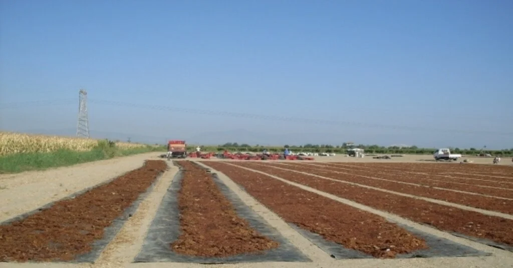 Çekirdeksiz Kuru Üzümde 10 Tl Üretici Fiyatı Herkesi Memnun Etti