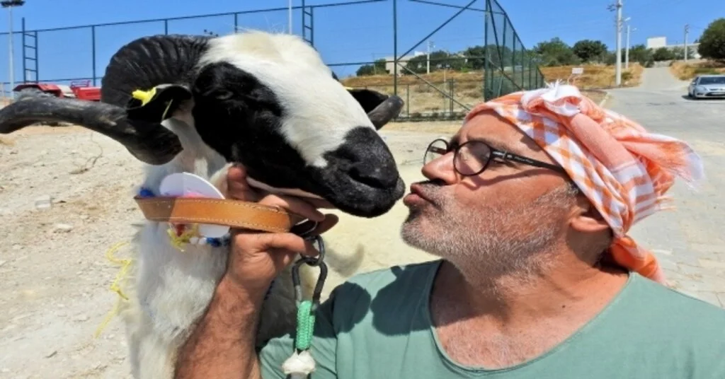 Çeşmede Sakız Koyun Ve Koçlarının En Güzelleri Seçildi