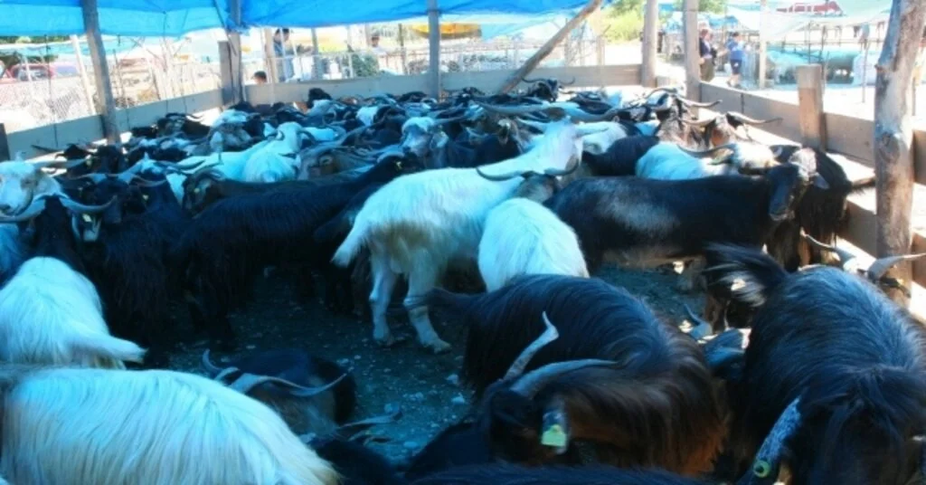 Devrekte Kurbanlıklar Alıcılarını Bekliyor