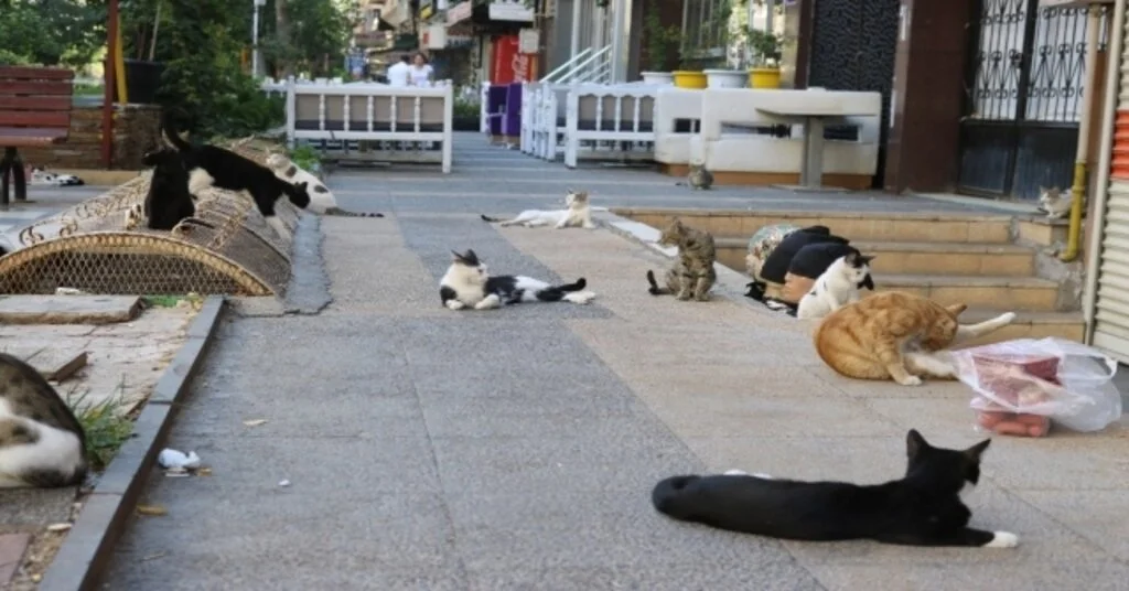 Diyarbakırlı Duyarlı Esnaf 8 Yıldır Her Sabah Kedilere Mama Ve Sosis Veriyor