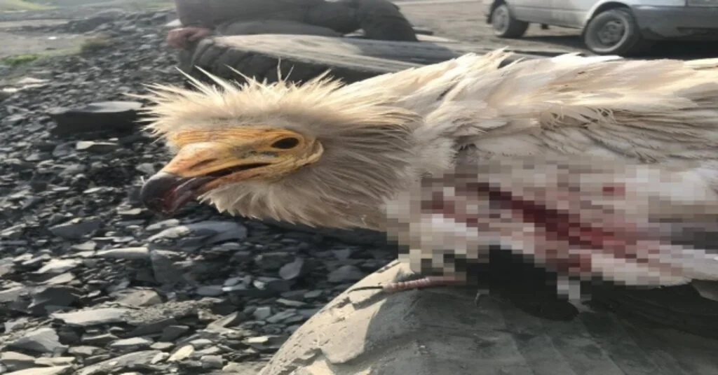 Doğaya Salınan Mısır Akbabasını Silahla Vurup Ölmesine Neden Oldular