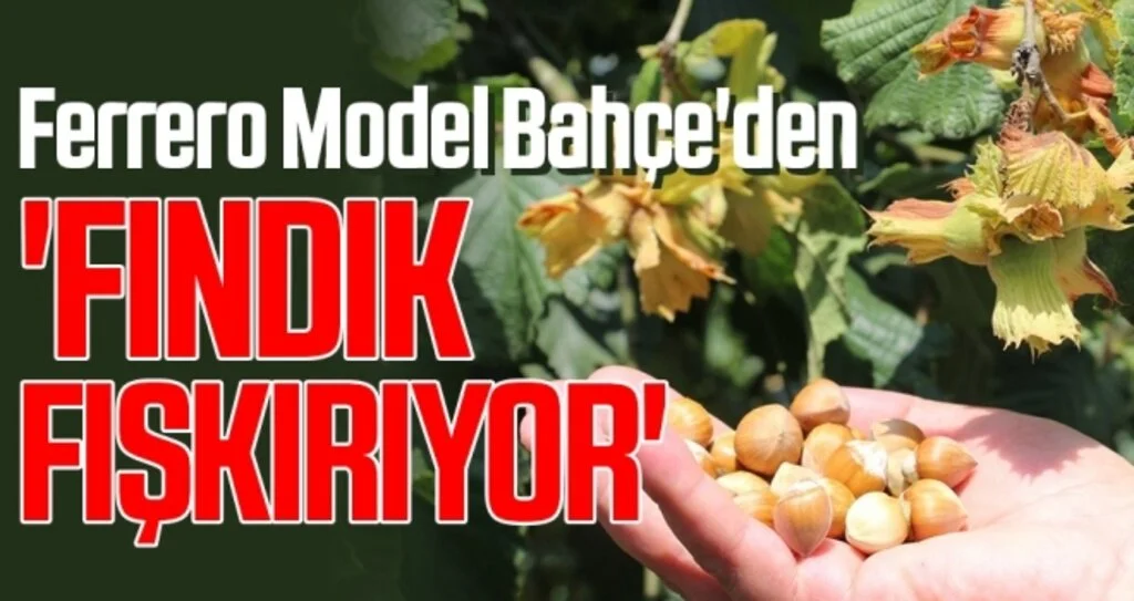 Ferrero Model Bahçe'den 'FINDIK FIŞKIRIYOR'