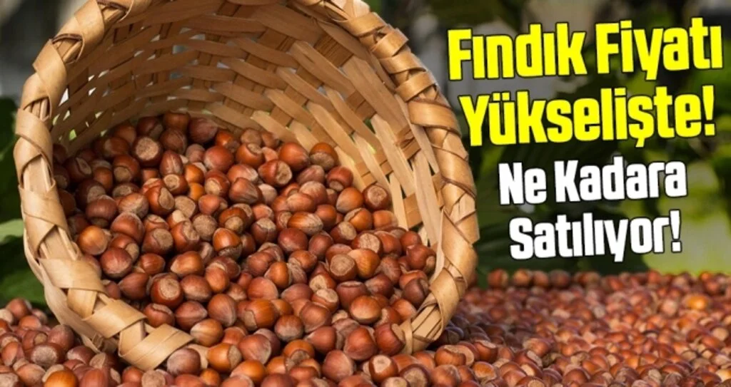 Fındık fiyatı yükselişte!