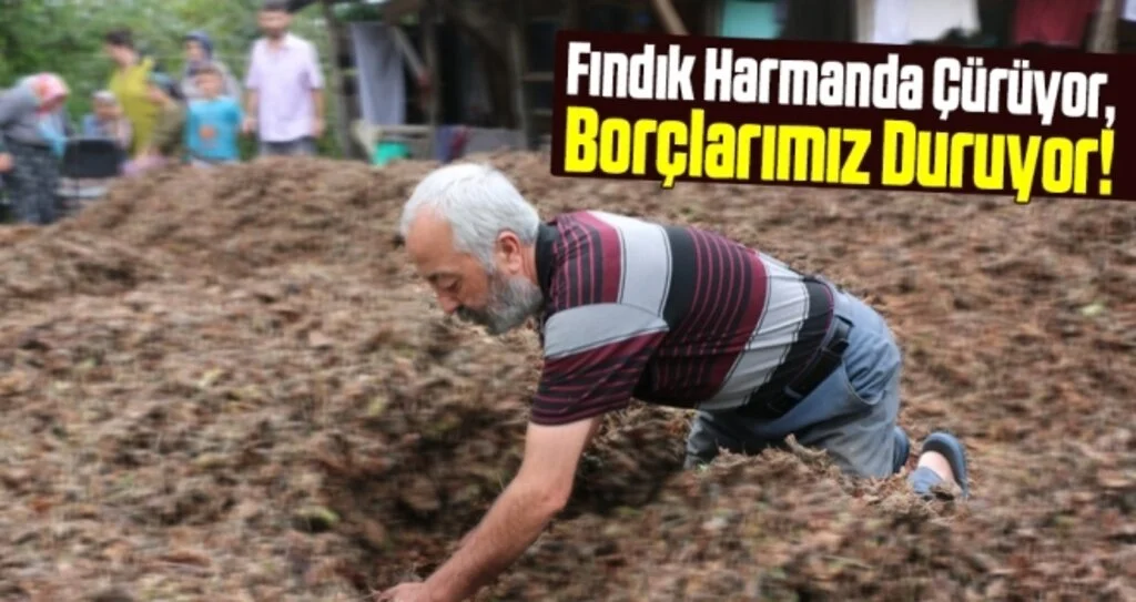 Fındık Harmanda Çürüyor, Borçlarımız Duruyor!