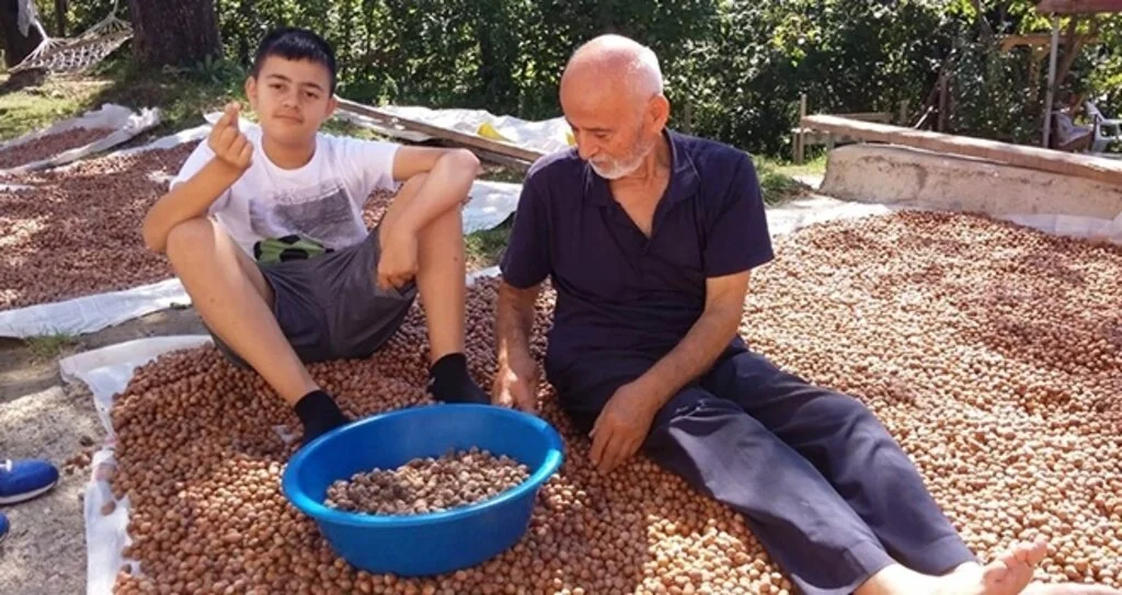 Fındık üreticileri harman nöbetinde