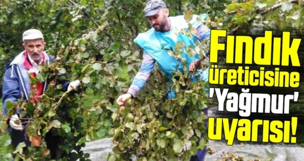 Fındık üreticisine 'yağmur' uyarısı