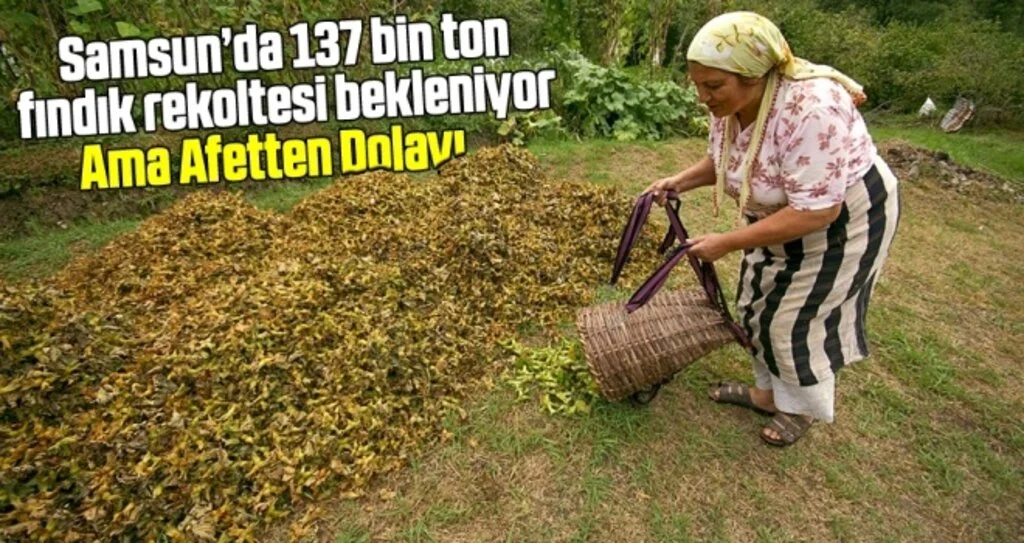 Fındıkta yüzde 10 kayıp var!