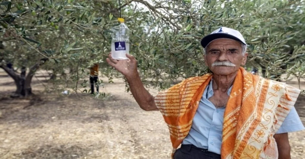 Foçada 44 Bin Zeytin Ağacı Korunacak