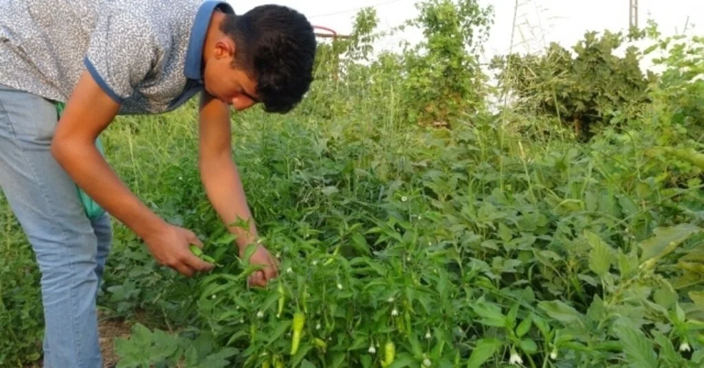 Gercüşte Organik Ürünlerdeki Bereket Fiyatları Düşürdü