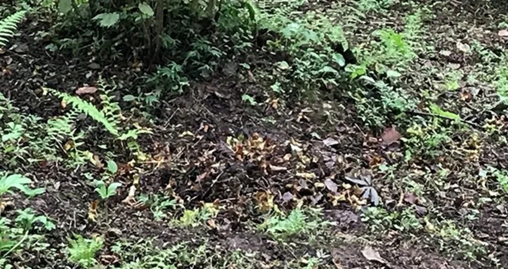 Giresun'da dalındaki fındıkları çaldılar   