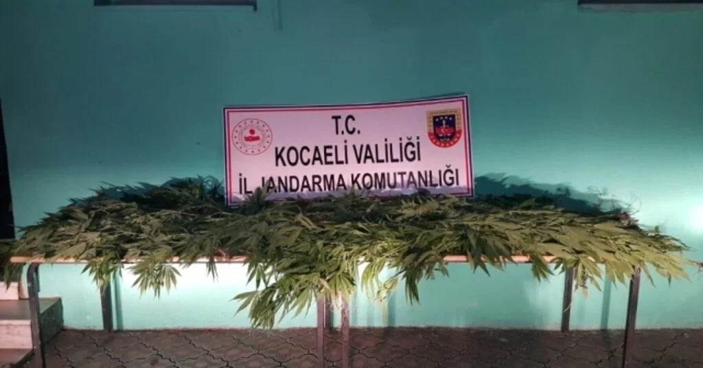 Gölcükte Ormanlık Alanda 72 Kök Kenevir Yakalandı