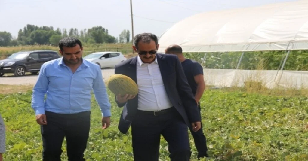 Gürpınarda Kavun Hasadı