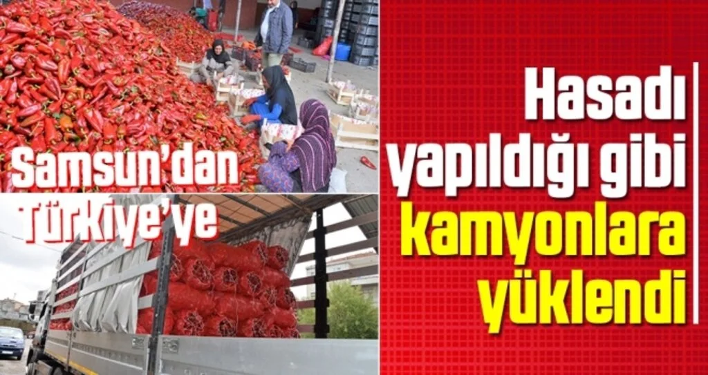 Hasadı yapıldığı gibi kamyonlara yüklendi