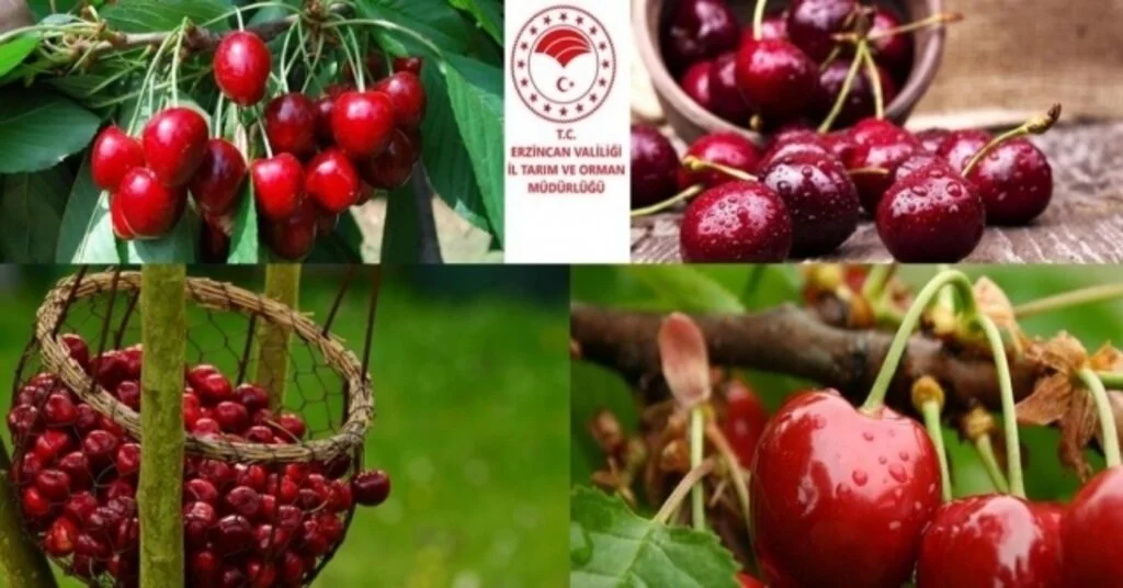 Havza Bazlı Meyveciliği Geliştirme Projesi Başlıyor