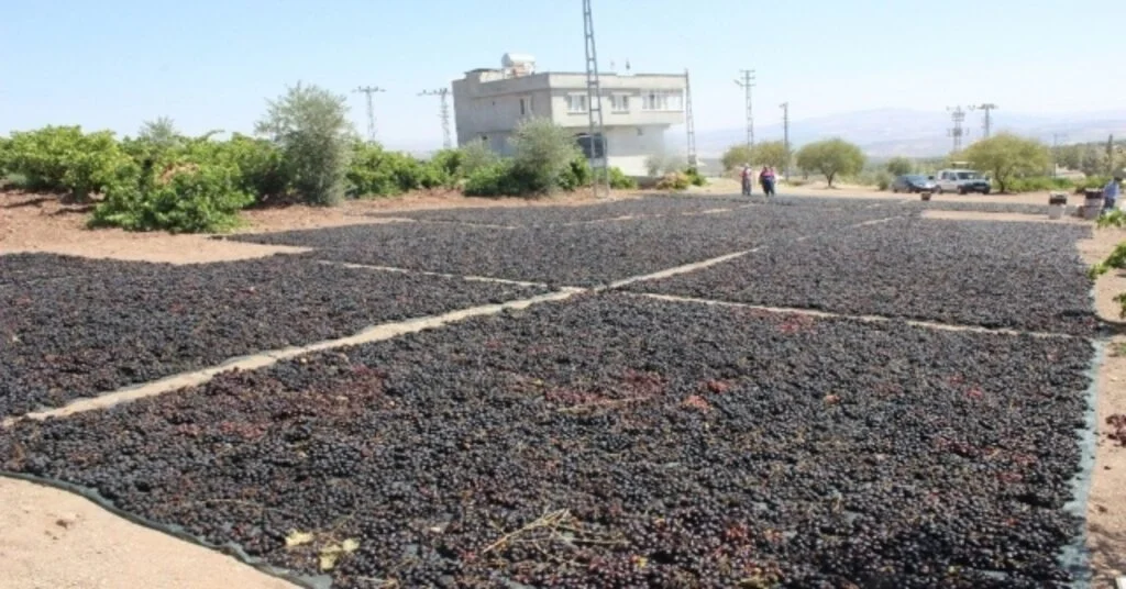 ‘Horoz Karası Cinsi Üzüm Kurutulmaya Başlandı