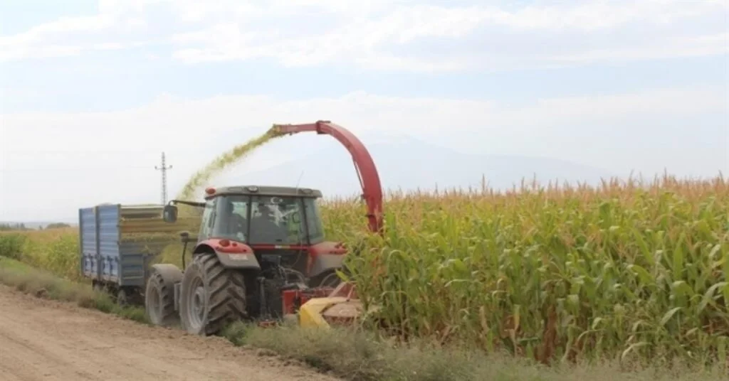 Iğdırda Silajlık Mısır Hasadı Devam Ediyor