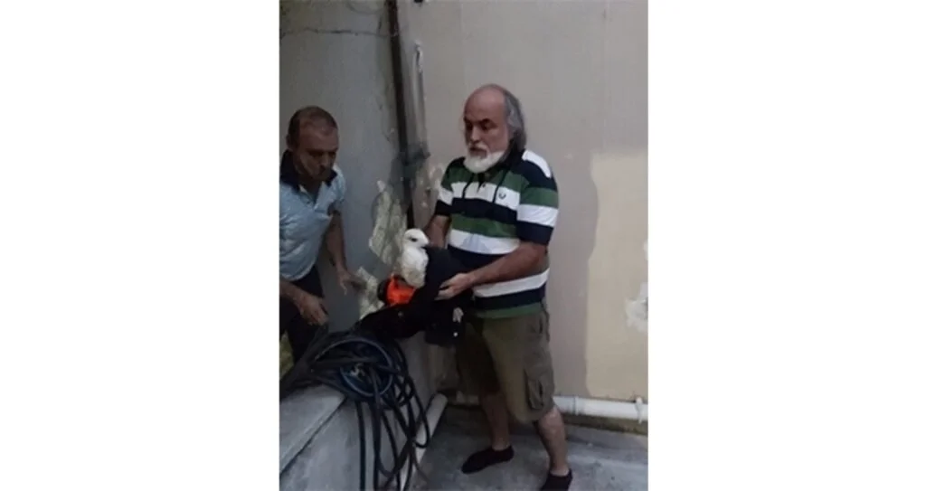 İki duvar arasında sıkışan martıyı itfaiye kurtardı