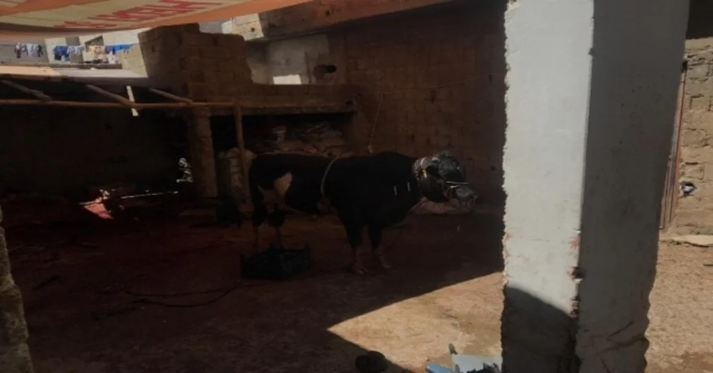 İpini Koparan Kurbanlık Dana Yanına Kimseyi Yaklaştırmadı