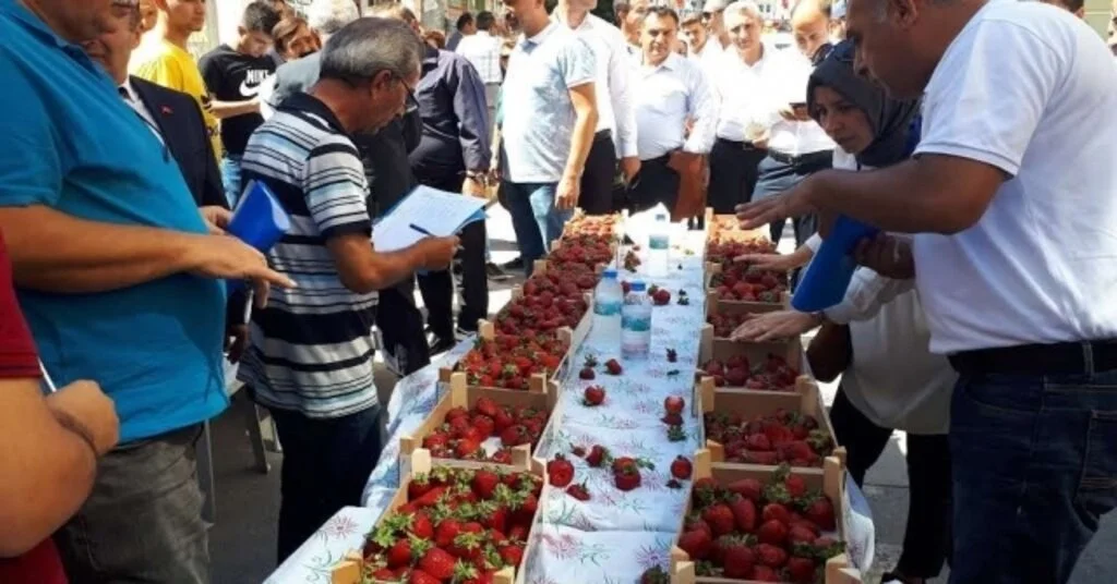 İskilipte “En İyi Çilek” Yarışması