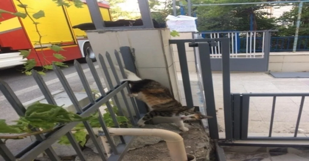 Ispartada Demir Korkuluklara Saplanan Kediyi İtfaiye Kurtardı